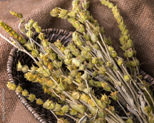 Mountain Tea. Stems and blossoms of  Greek mountain tea. Isolated Image. photo