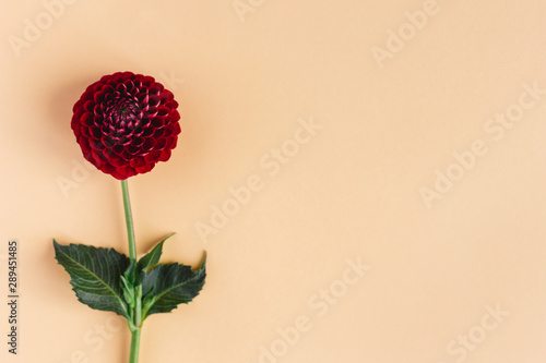 Beautiful red flower of Dahilia on a orange pastel background. photo