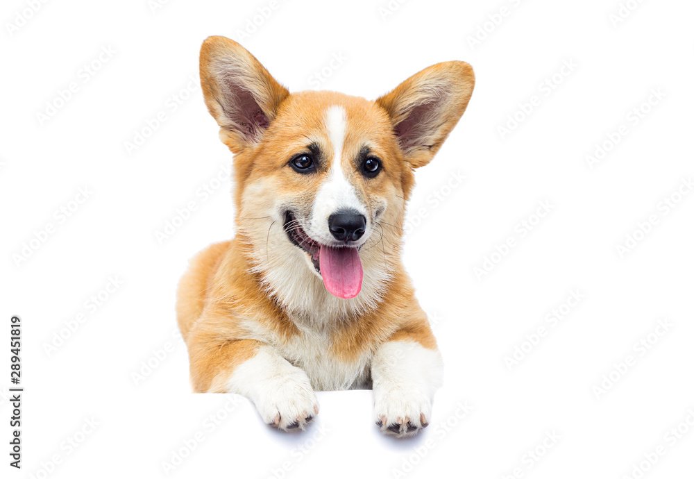 puppy on a white isolated background, breed Welsh Corgi