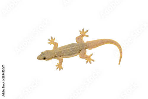 House lizard isolated white background with clipping path.