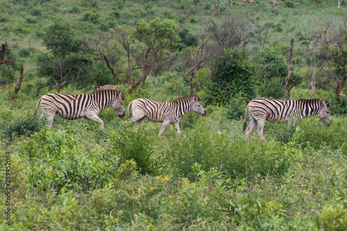 Zebra-Z  bre  Equus   kwazulu natal  south africa.