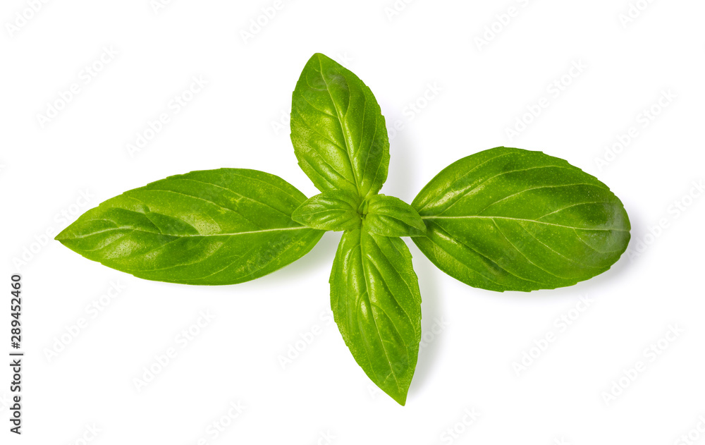 Fresh green basil leaves Fresh green basil leaves