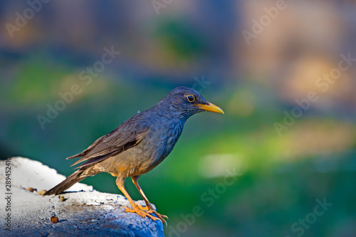 Karoo Thrush bird on rock