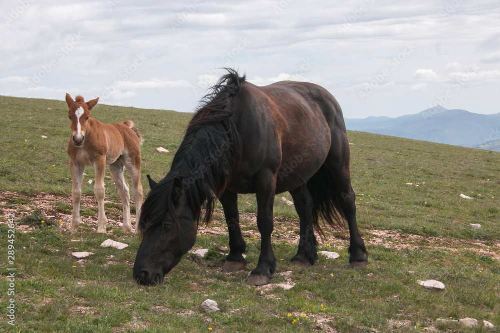 Fototapeta premium Cavalli al pascolo al Monte Subasio