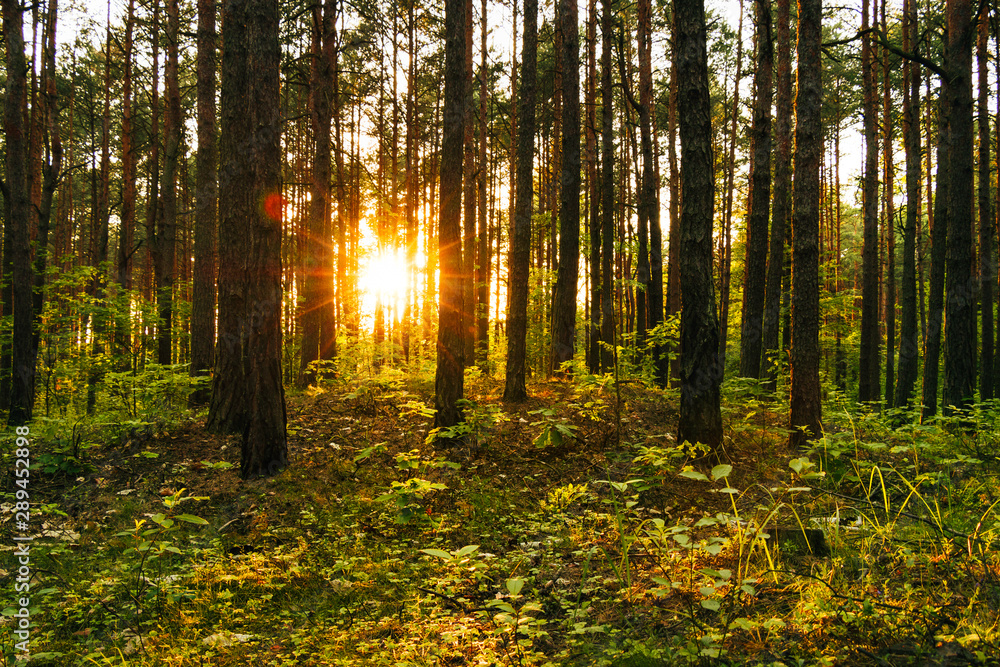 Obraz premium Zachód słońca w lesie
