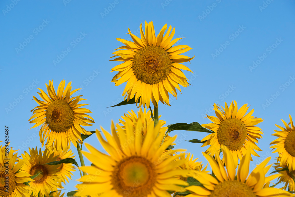 Field of sunflowers in Malaga, Andalusia. Spain Field of sunflowers in Malaga, Andalusia. Spain