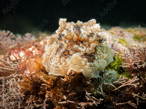 Dendrodoris denisoni photo