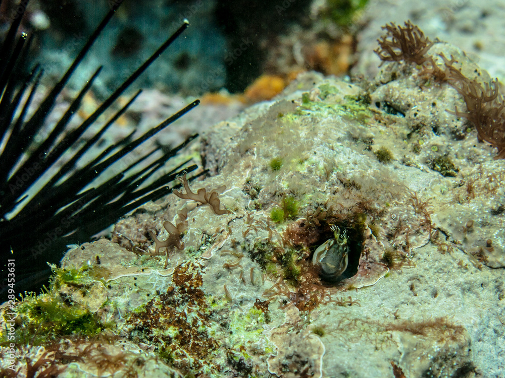 Obraz premium Blenny