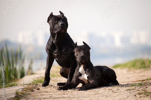 Two dogs of the American Staffordshire breed
