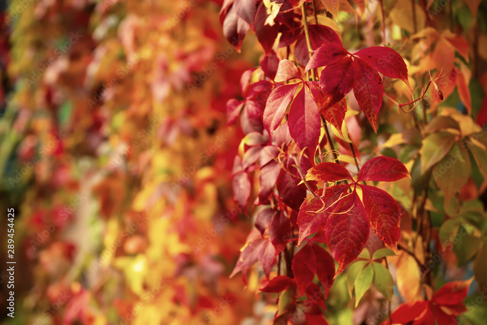 Wild grape red leaves Wild grape red leaves