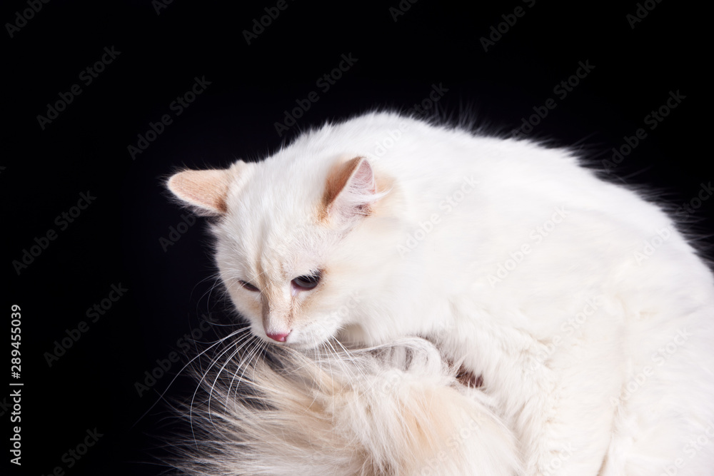 Fluffy  white siberian cat on black background