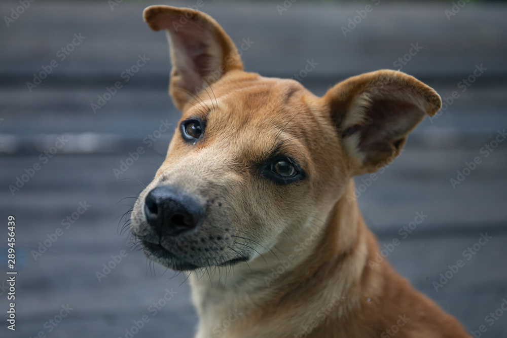 portrait of a dog