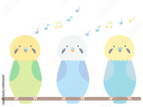 セキセインコ　さえずる3匹