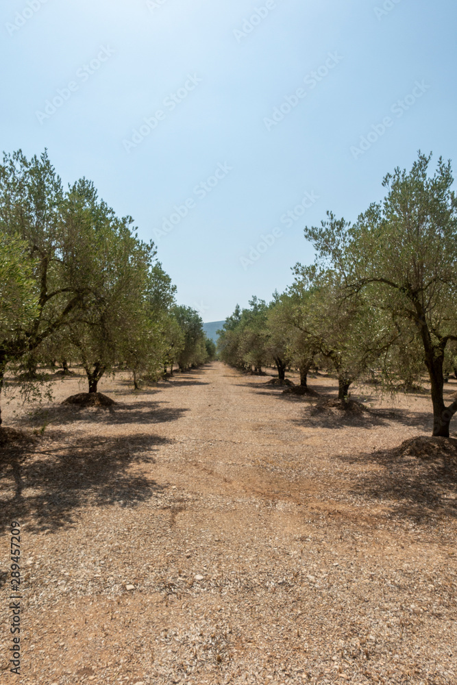 The august road as it passes through the senia The august road as it passes through the senia