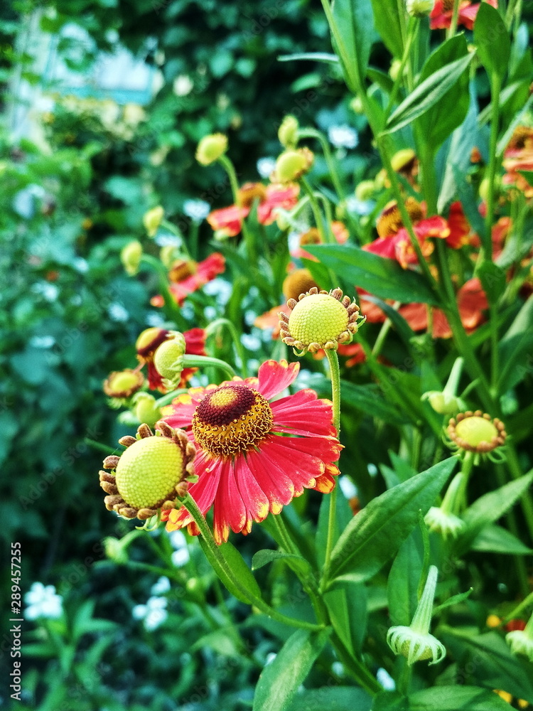red flowers in the garden red flowers in the garden