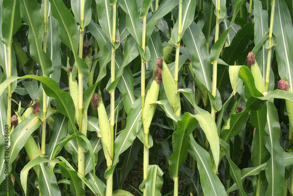 Fresh green corn cobs on plant growing in the field. Corn field on summer in northern Italy Fresh green corn cobs on plant growing in the field. Corn field on summer in northern Italy