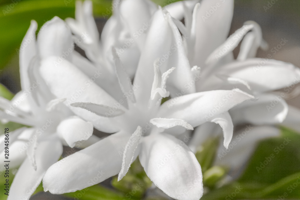 Obraz premium Fleurs de caféiers 