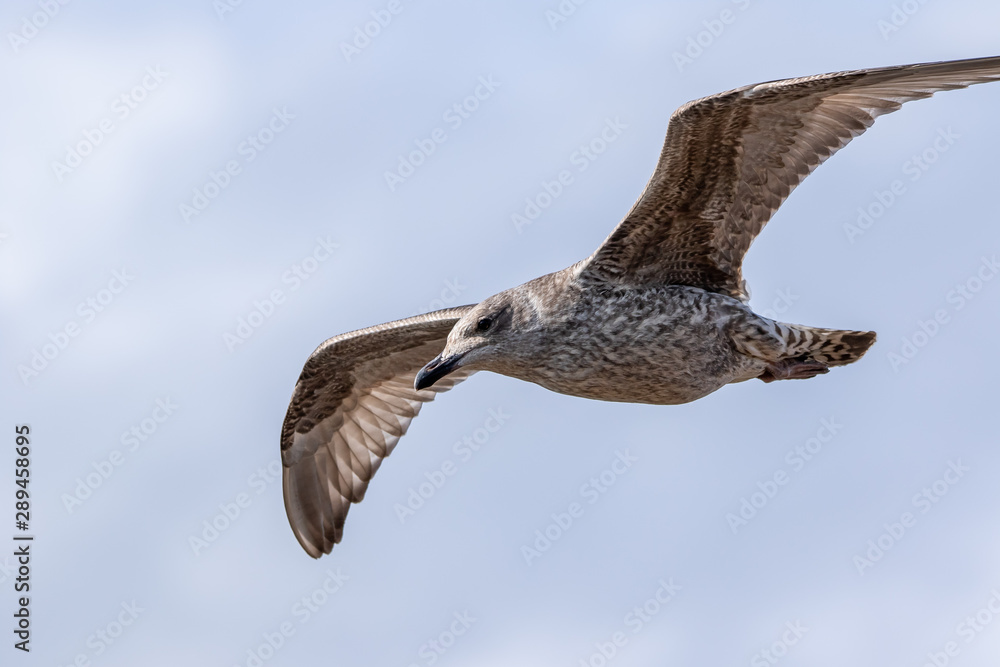Obraz premium Seagull in Flight