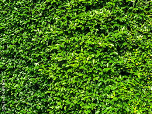 Green leaves nature wall for background.green leaf outdoor decorative texture.