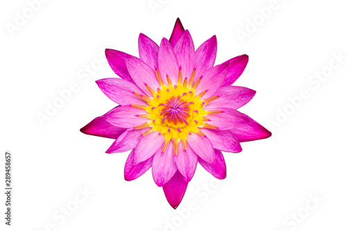 Pink lotus isolated white background.