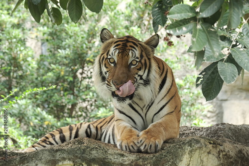 Fototapeta Naklejka Na Ścianę i Meble -  Indonesia tiger is very beautiful in nature.