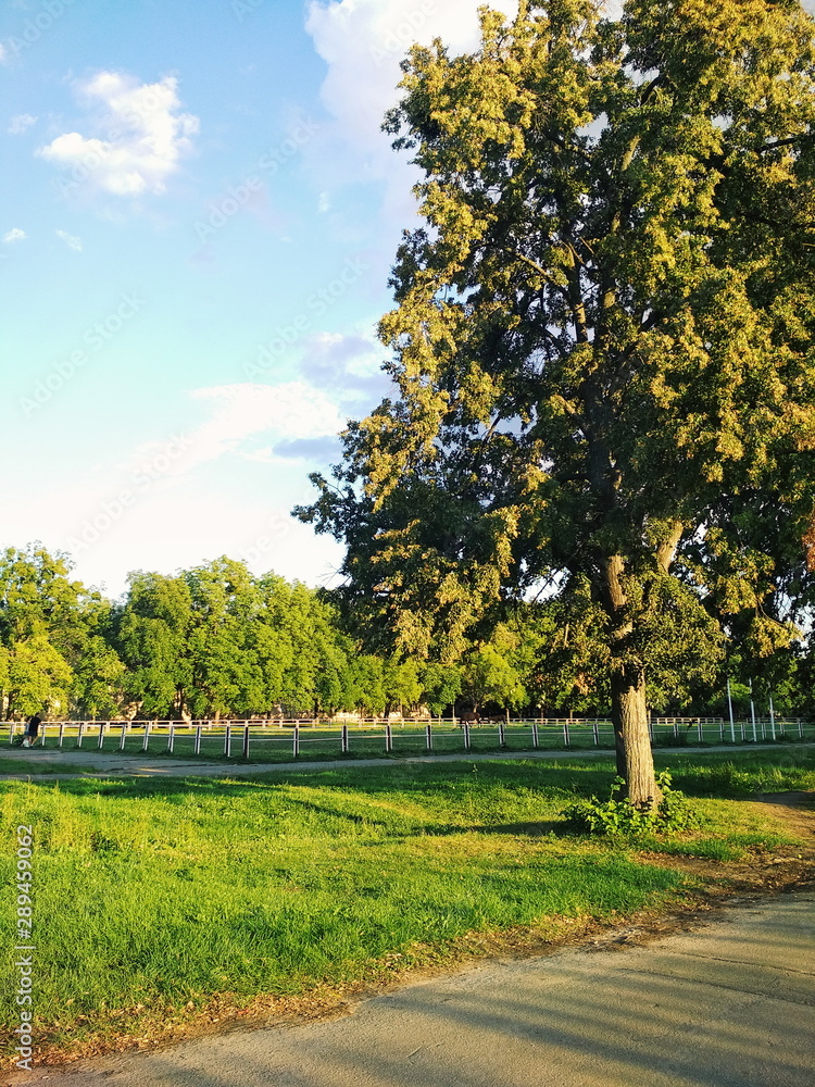 Obraz premium tree in the park