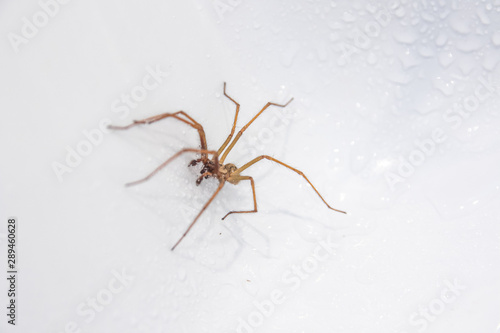 House spider in bath