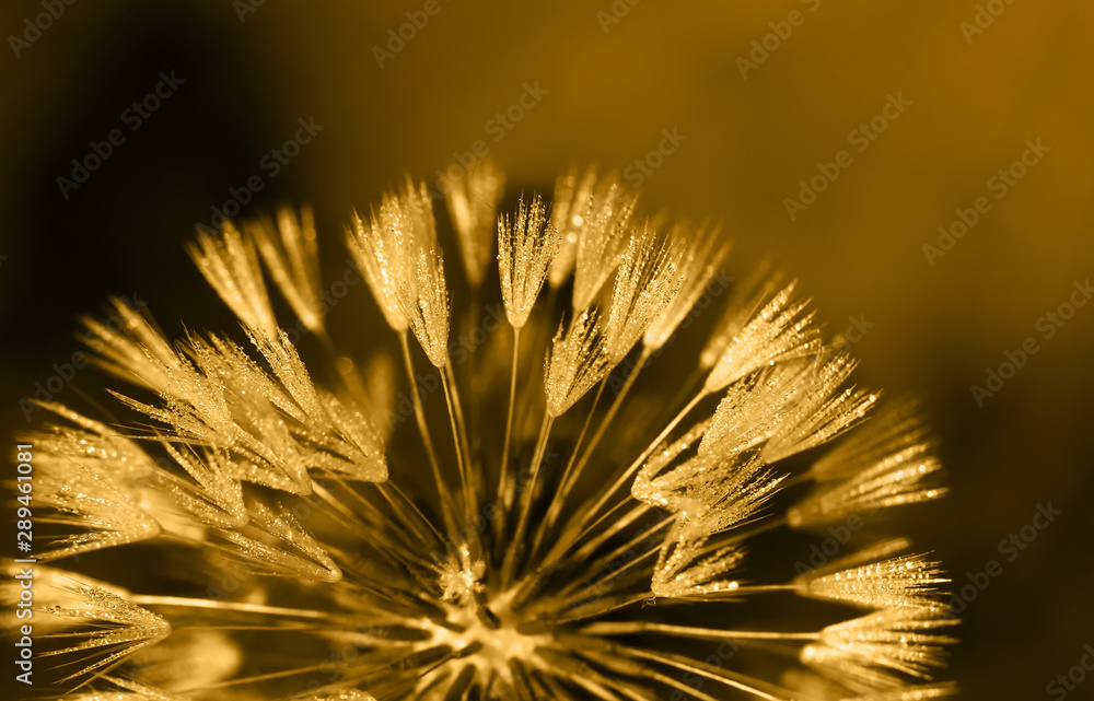 Art photo of dandelion seeds close up on natural brown blurred background.Drops of morning dew on dandelion seeds.Monochrome photography.