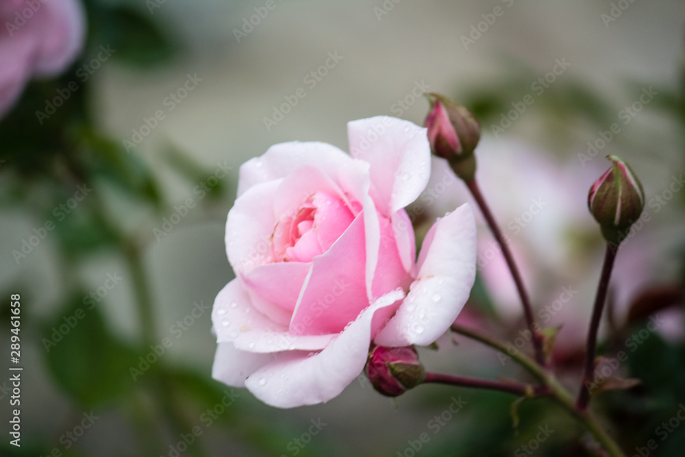 opened bud of a tender, pink rose. The flower grows in the garden. opened bud of a tender, pink rose. The flower grows in the garden.