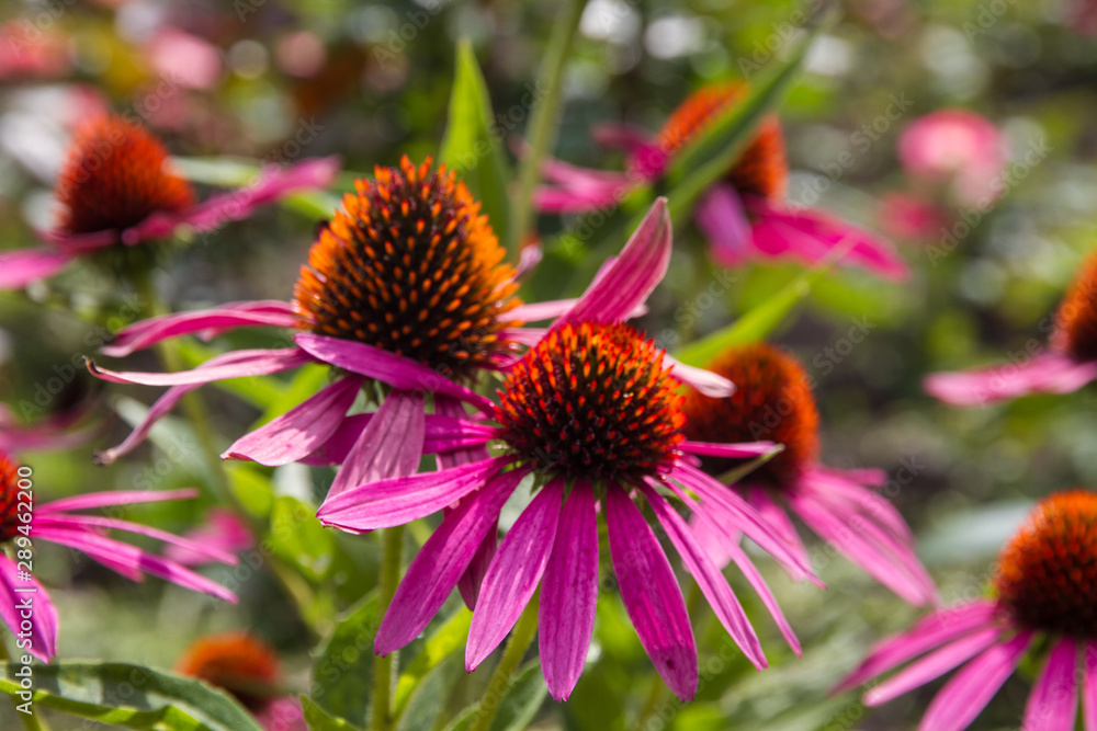 Pink Echinacea flower close-up, growing in soil in open ground. Pink Echinacea flower close-up, growing in soil in open ground.
