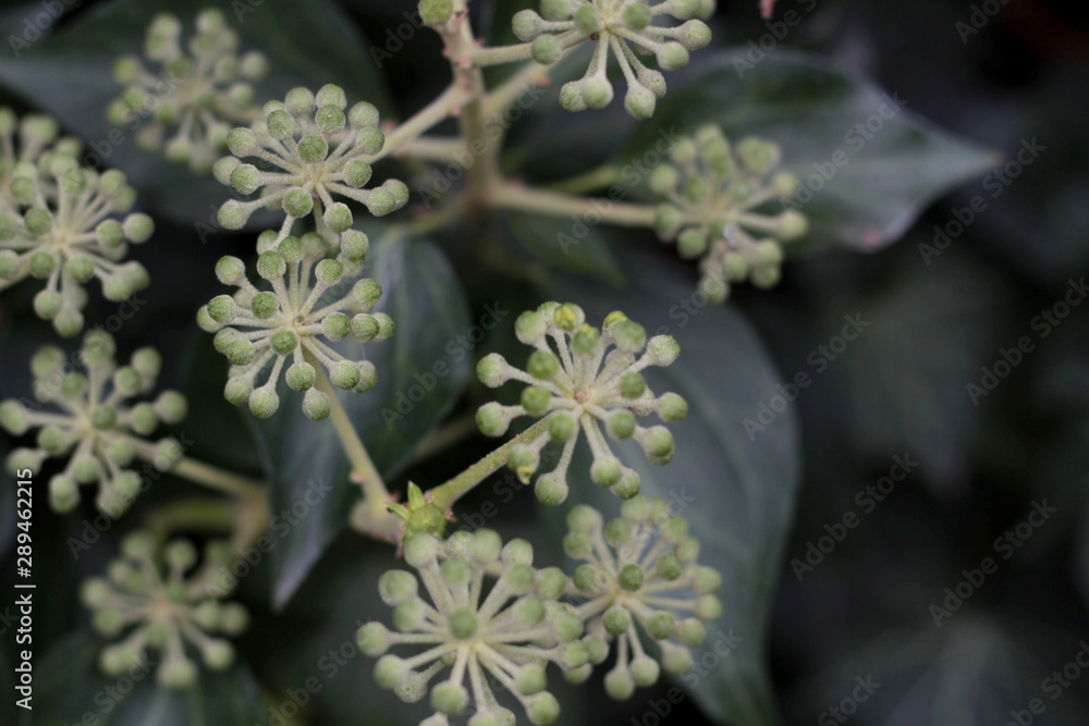Ivy texture with ivy blossom. Ivyberry backdrop. Ivy wallpaper. Ivyberry backround image. Ivy wall. Green wall. Green plant texture. Green leaves background. Myrtle green background. Ivy texture with ivy blossom. Ivyberry backdrop. Ivy wallpaper. Ivyberry backround image. Ivy wall. Green wall. Green plant texture. Green leaves background. Myrtle green background.