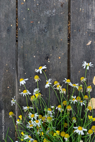 Autumn daisies on an old wooden table