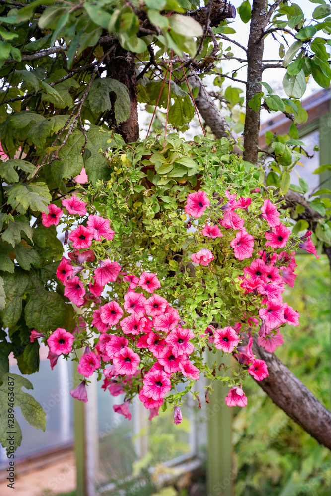 Surfinia flower  flowerpot