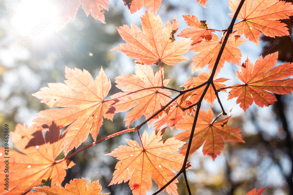 Branch with maple leaves, autumn, sun through foliage Branch with maple leaves, autumn, sun through foliage