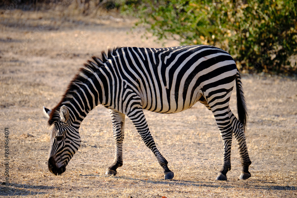 Zebras in Mana Pools National Park, Zimbabwe Zebras in Mana Pools National Park, Zimbabwe