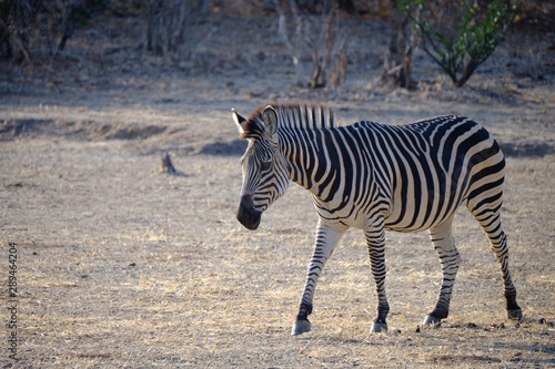 Zebras in Mana Pools National Park  Zimbabwe