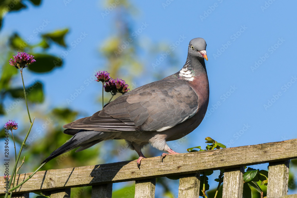 Fototapeta premium Common Wood Pigeon (Columba palumbus) a bird species of the dove family found in the UK and Europe