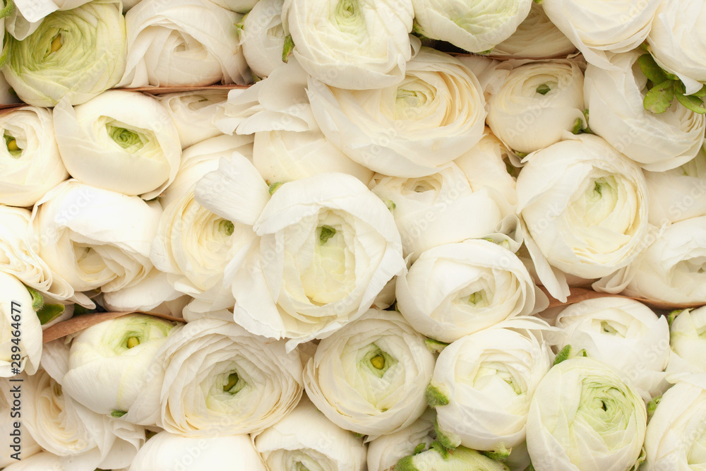 Fototapeta premium White eustoma flowers backgrounds texture