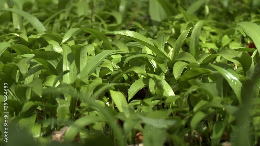 Close up of rich greenery covering the ground in a forest Close up of rich greenery covering the ground in a forest