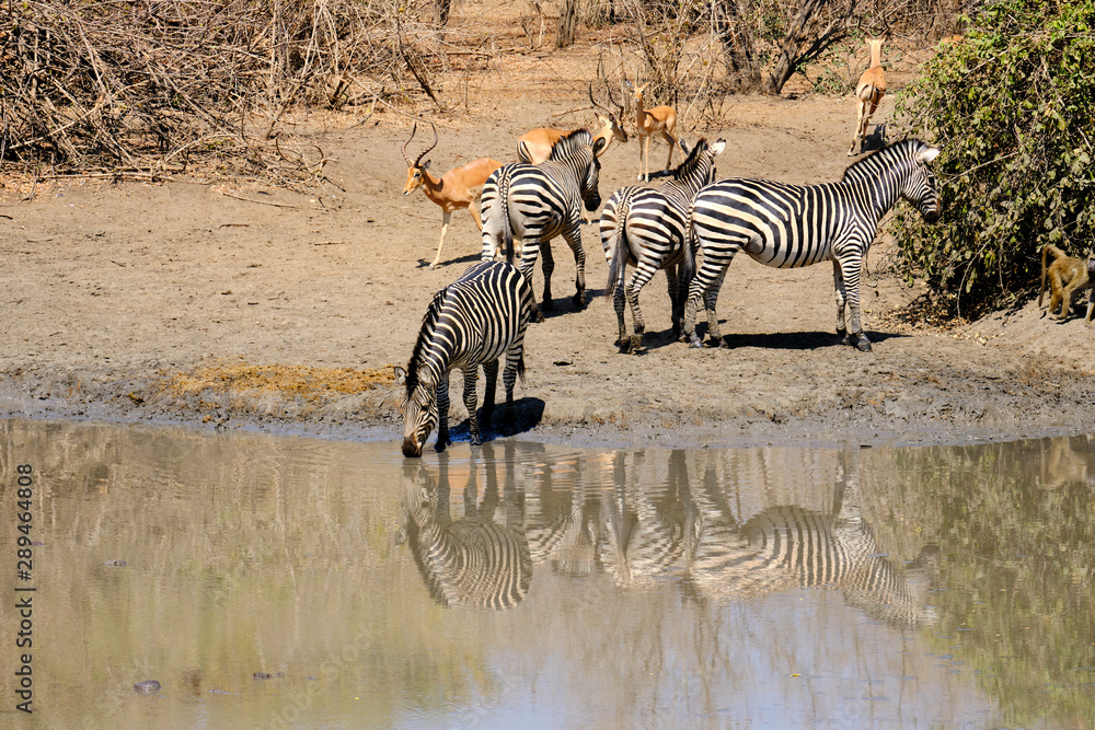 Obraz premium Zebras in Mana Pools National Park, Zimbabwe