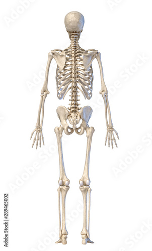 Human skeleton, full figure standing, rear view.