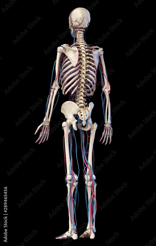 Human body anatomy. Skeleton with veins and arteries. Back perspective view. Human body anatomy. Skeleton with veins and arteries. Back perspective view.