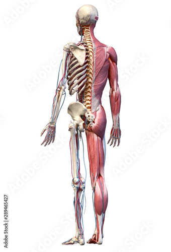 Human full body skeleton with muscles, veins and arteries. 3d Illustration