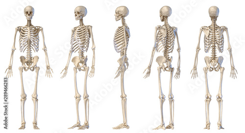 Human male skeleton full figure. Five views. photo