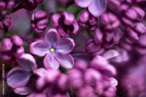 lilac with five petals closeup