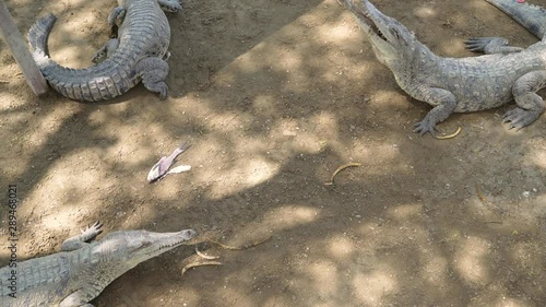 crocodile in the amzon region in South America photo