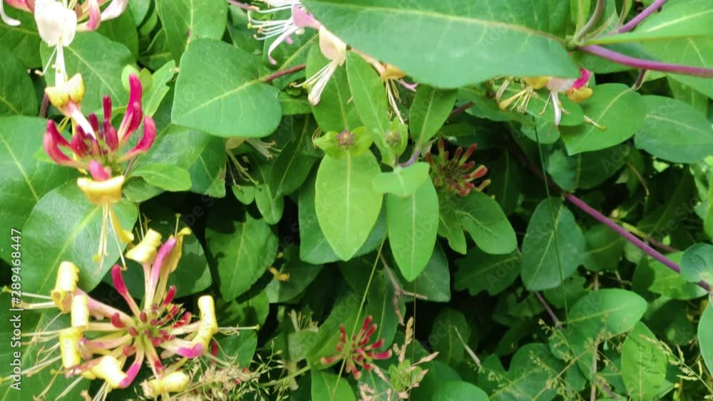 Wild honeysuckle, pink and yellow, view from above Wild honeysuckle, pink and yellow, view from above