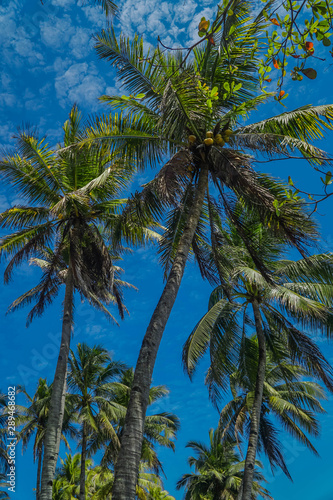 Coconut trees against the blue sky