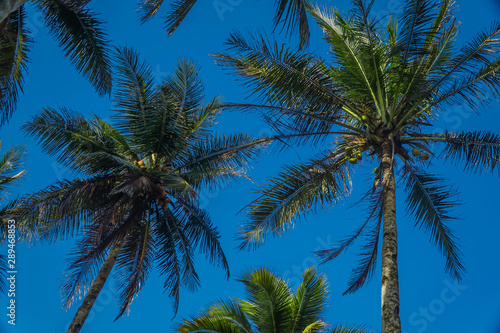 Coconut Trees Looking Up on Sunny Day with Blue Sky