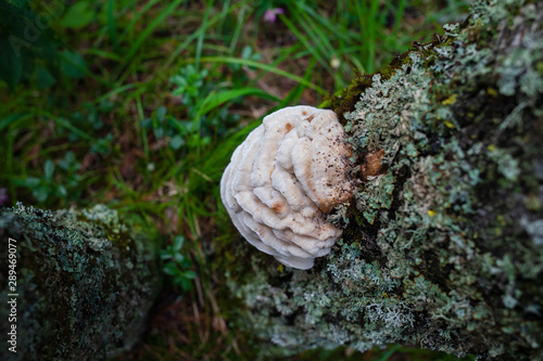 white mushrooms growing on a tree in group